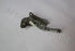 HYUNDAI ACCENT BONNET HINGE RF MK4