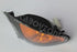 BMW E46 INDICATOR AMBER RIGHT FRONT NEW SPEC [BLACK]