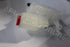LANDROVER WATER BOTTLE DISC 3/4/RANGE