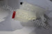 LANDROVER WATER BOTTLE DISC 3/4/RANGE