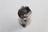 OPEL CAM ADJUST CONTROL VAL CORSA 1.4 15-