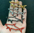 Paul & Shark Stick-On Metal Badge