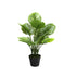 APPLE LEAF PLANT IN POT - 70cm