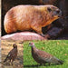GUNMANSA Dassie en Voels Target