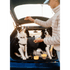 LocknLock LocknLock Pet food container 360+310ml ( Order in Qty of 6)